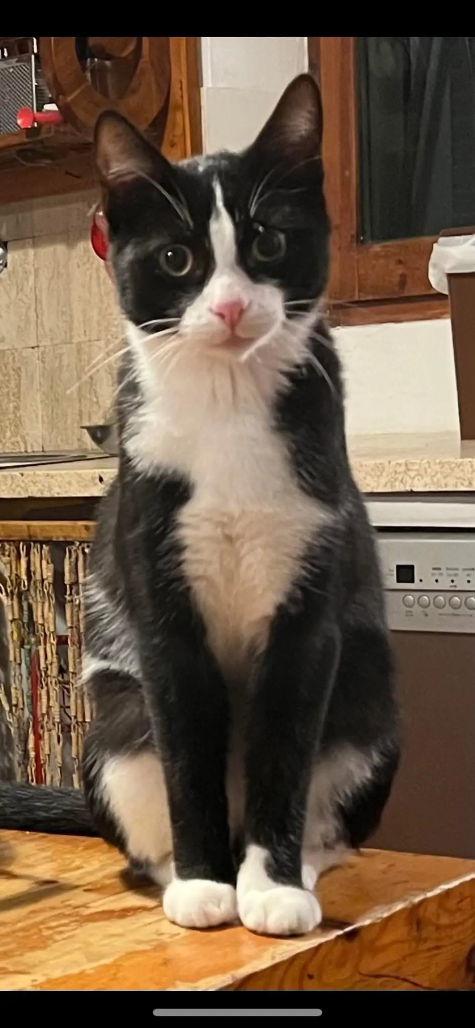 gatto reunited    Pesaro Sconosciuto