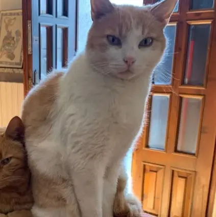 gatto reunited   27029 Vigevano Léon