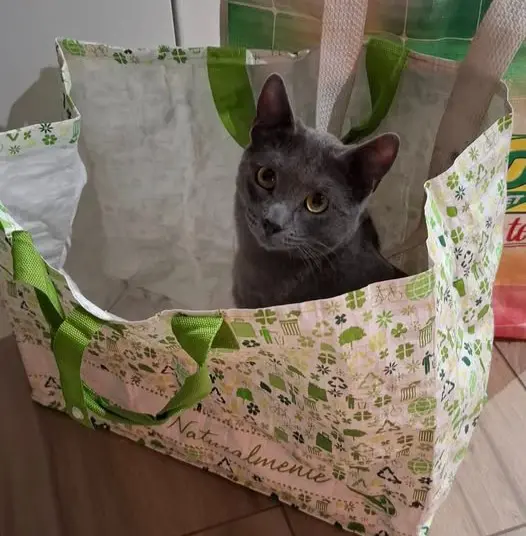 gatto reunited    Potenza Ciccio