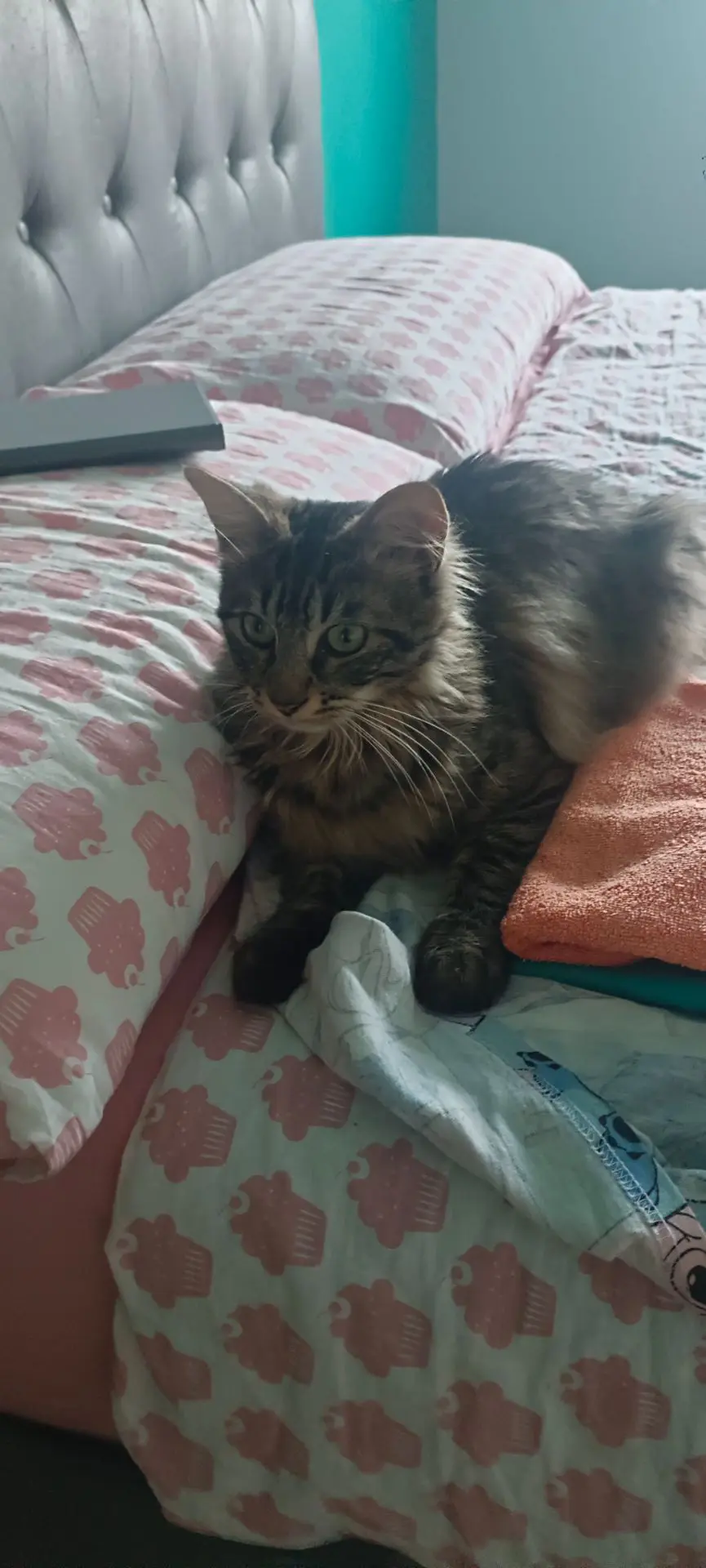 gatto reunited   19037 Santo Stefano di Magra Gin