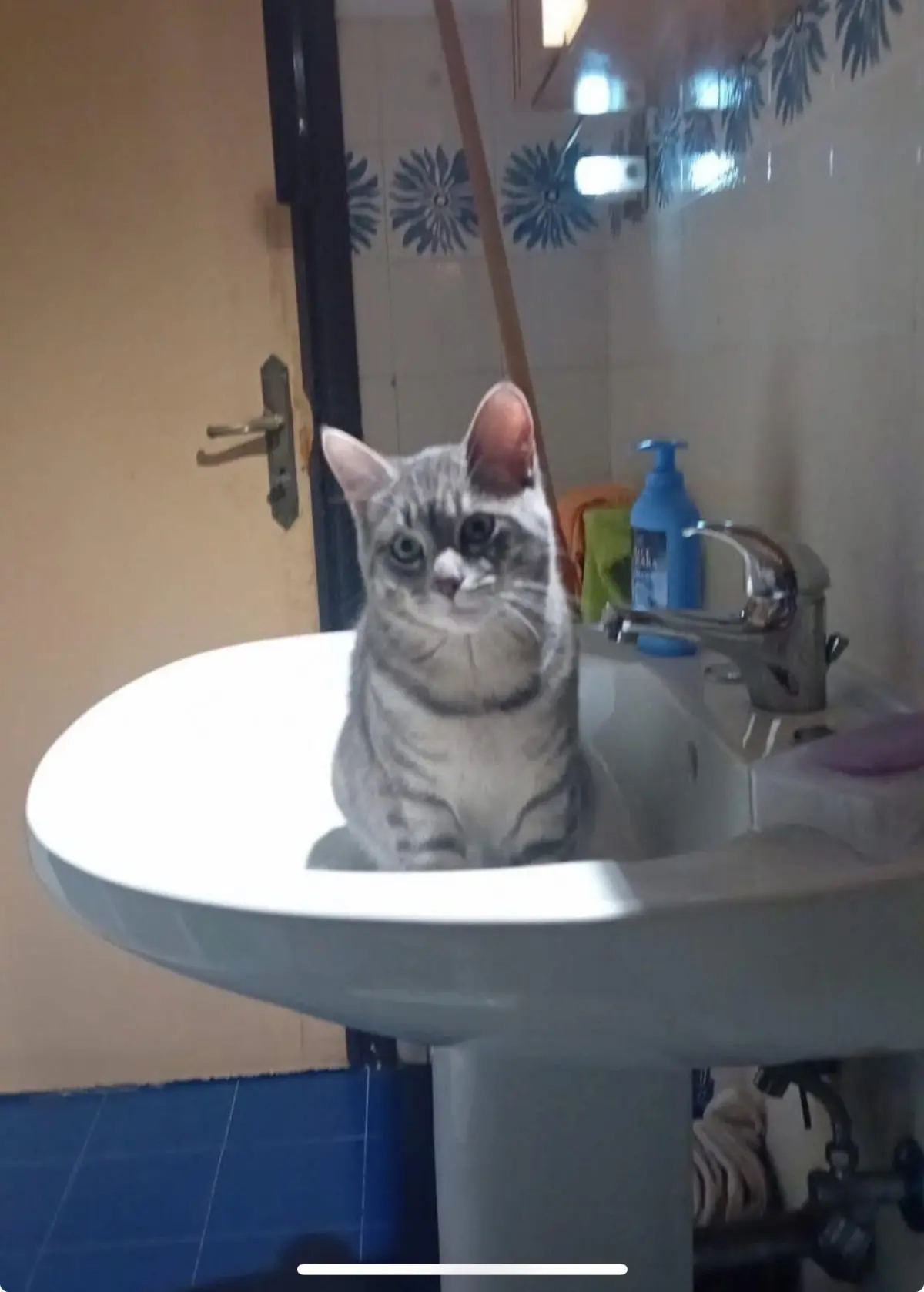 gatto reunited    La Spezia Leo