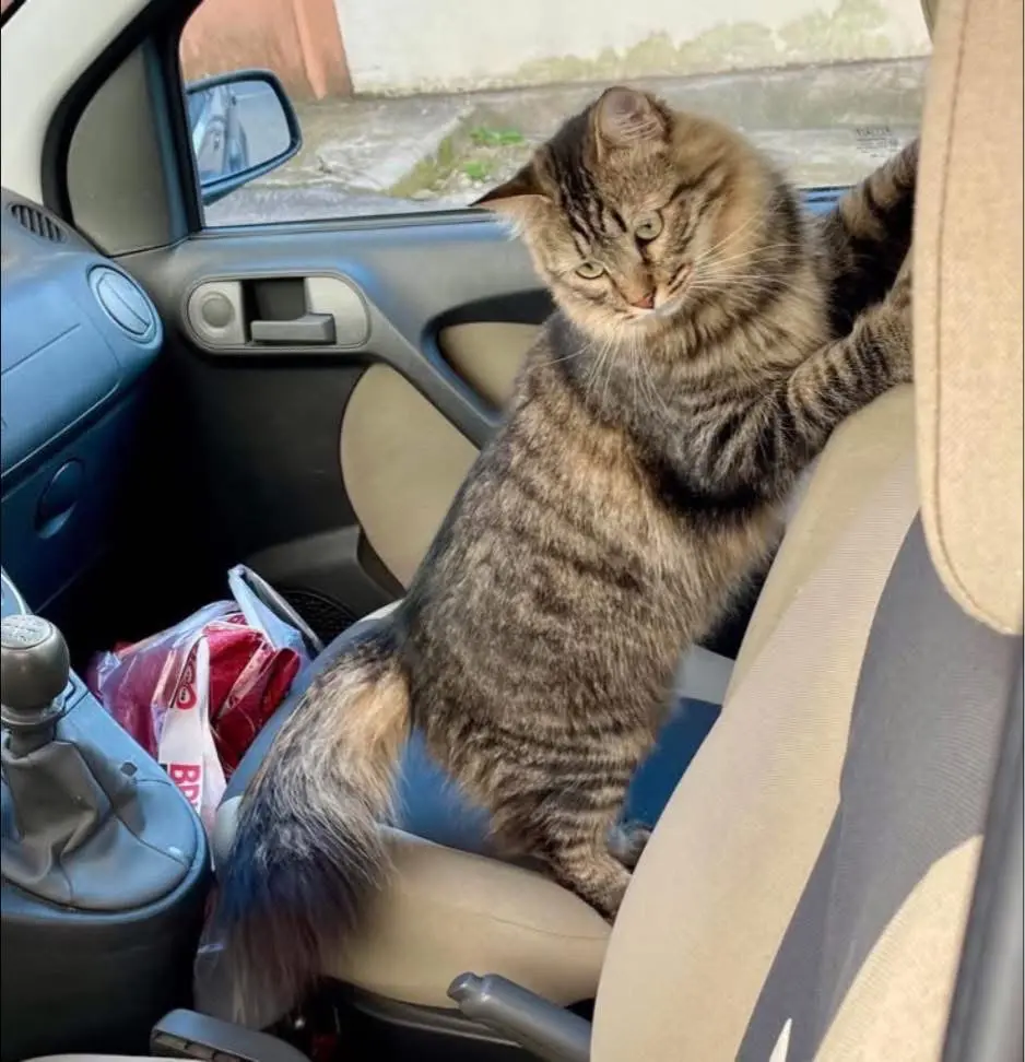 gatto reunited    La Spezia Leon