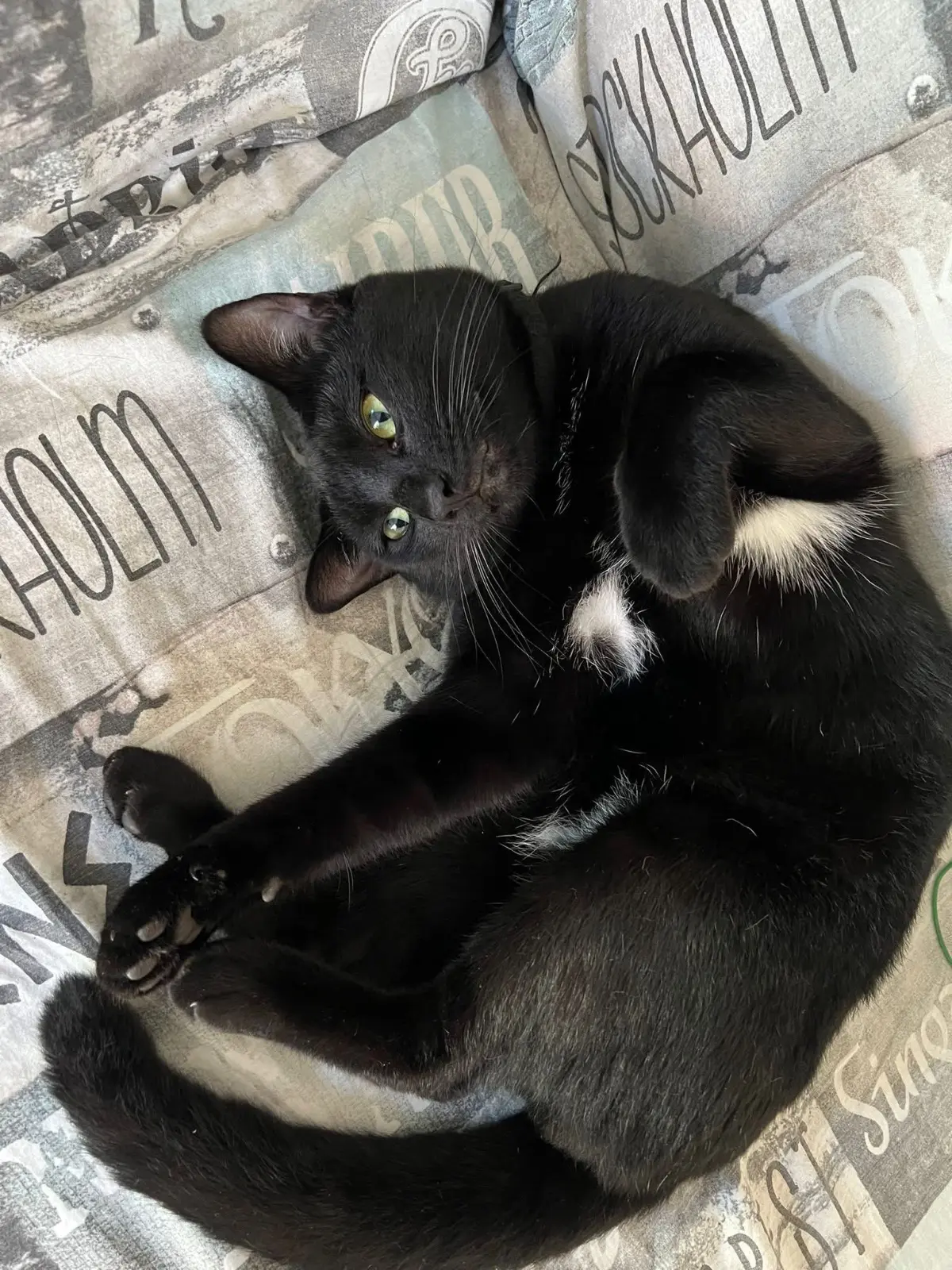 gatto reunited    La Spezia Olly