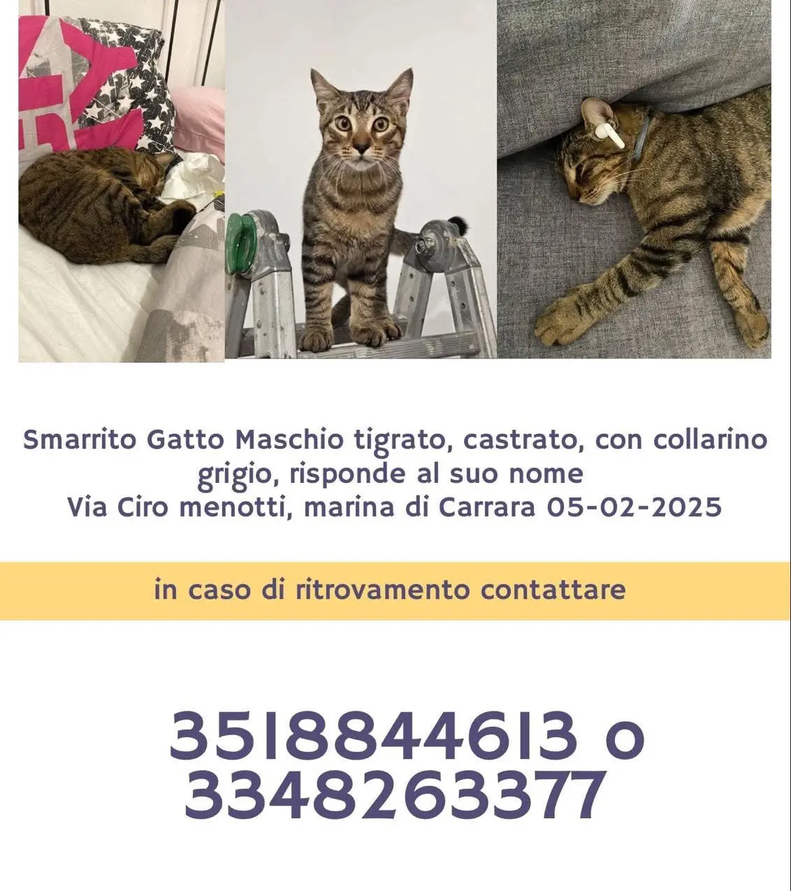 gatto reunited    La Spezia Vito