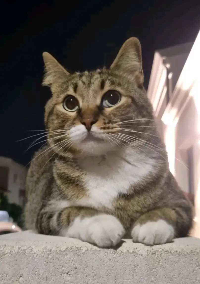 gatto reunited  Strada Statale 729 Sassari - Olbia 07026 Olbia Bob