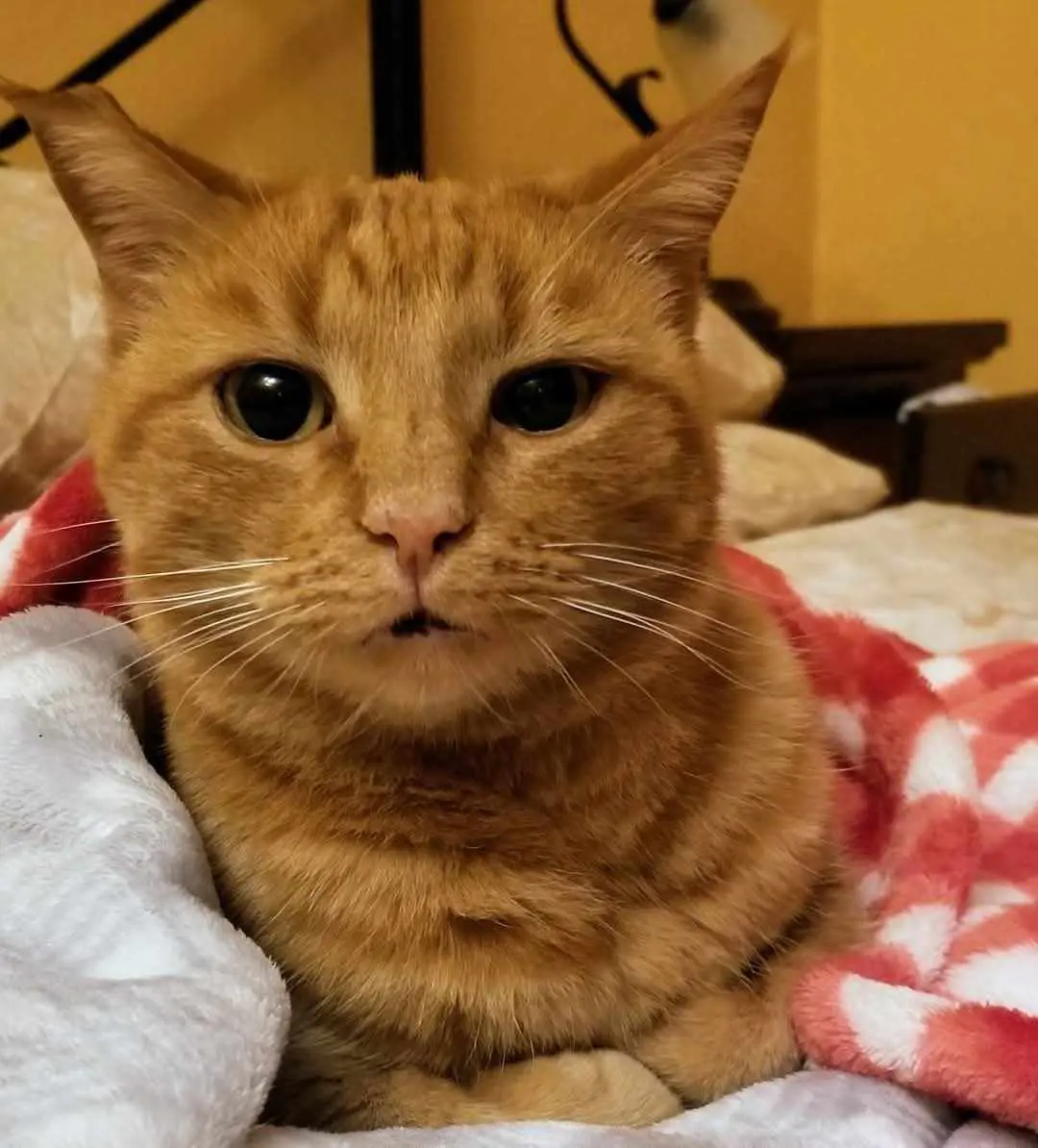 gatto reunited  Via Stintino 07052 Santu Diadòru/San Teodoro Mandarino