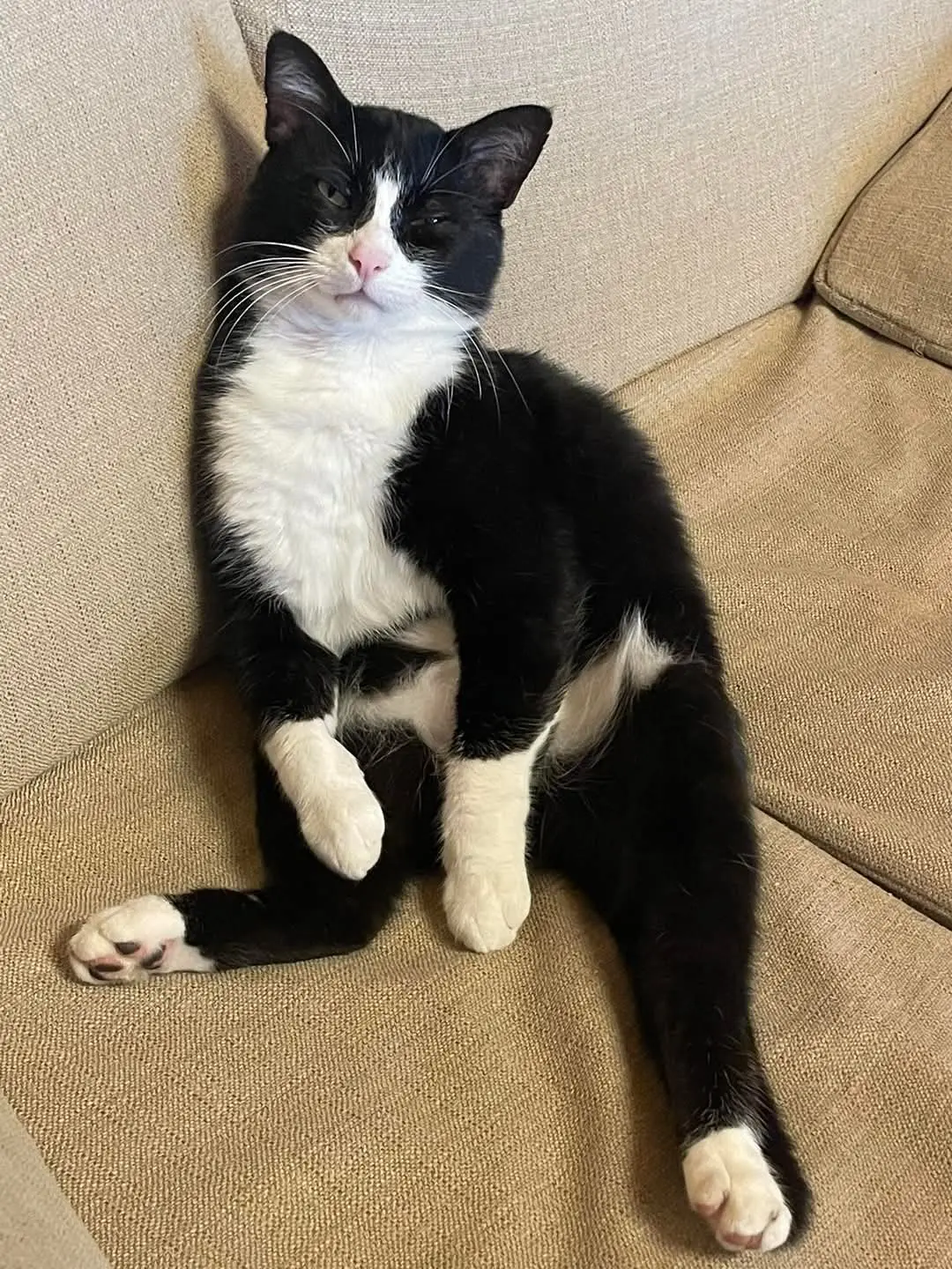 gatto reunited   07014 Otieri/Ozieri Artù