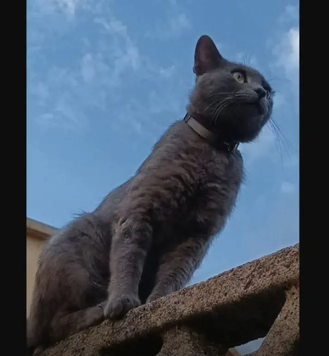 gatto reunited  Via Tempio Pausania  Santa Maria La Palma Gervasio