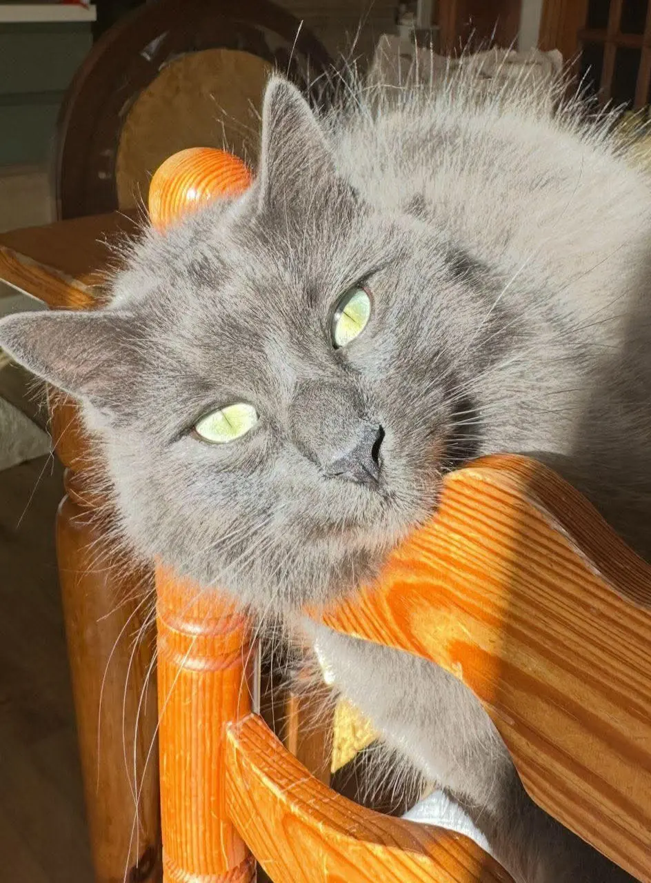 gatto reunited    Alghero Grey