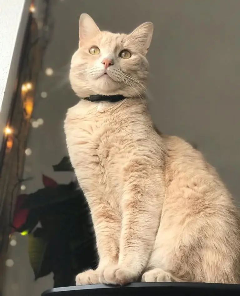 gatto reunited  Via Tempio Pausania  Santa Maria La Palma Sambuca