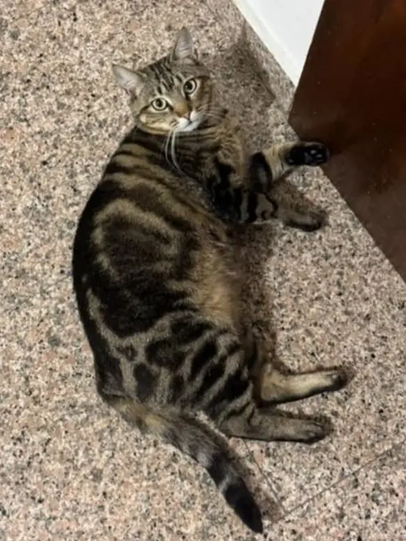 gatto reunited  Via Olbia 07100 Sassari Arturo