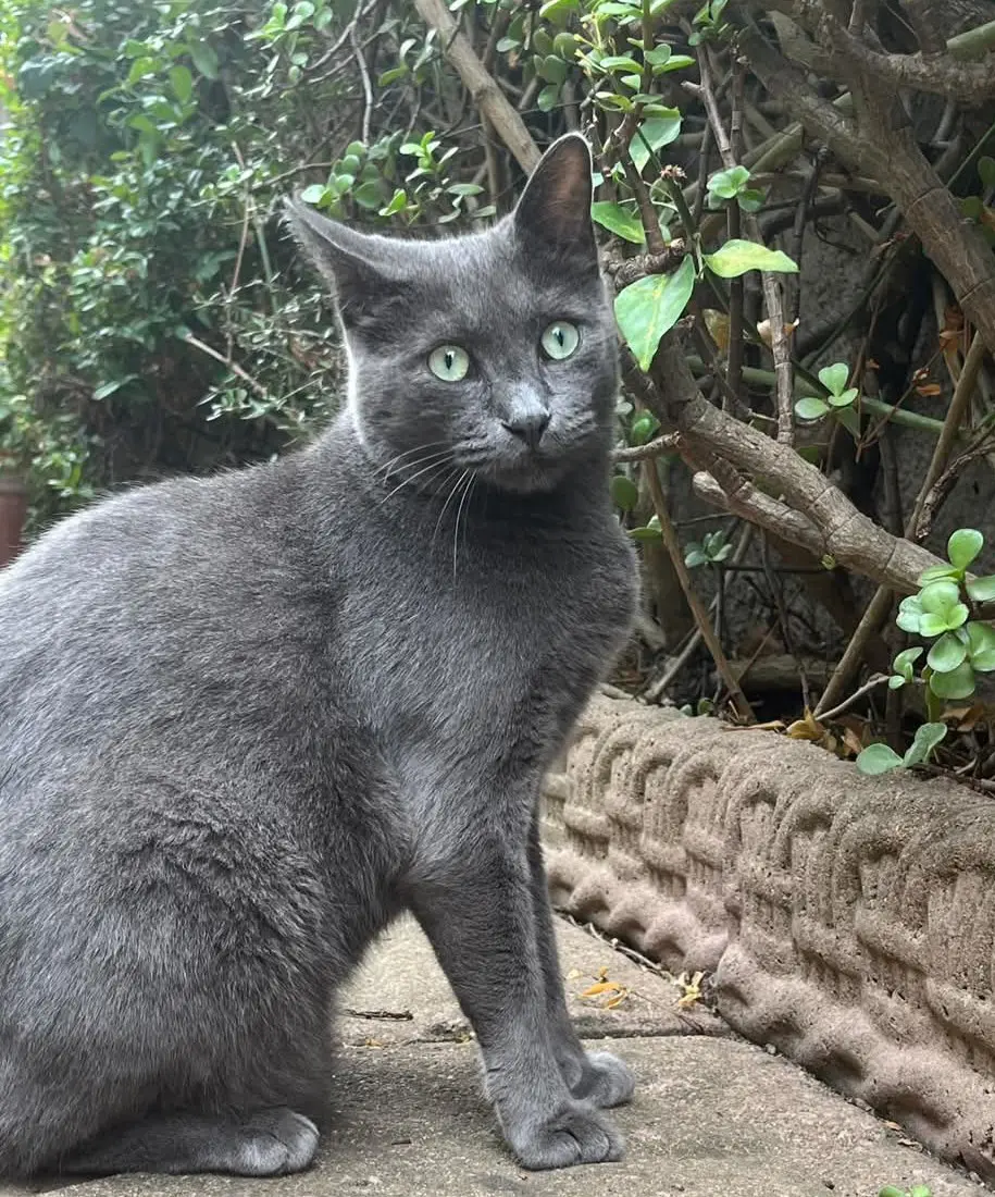 gatto reunited  Via Olbia 07100 Sassari Ash