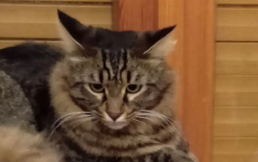 gatto reunited  Via Badesi  Sassari Elvis