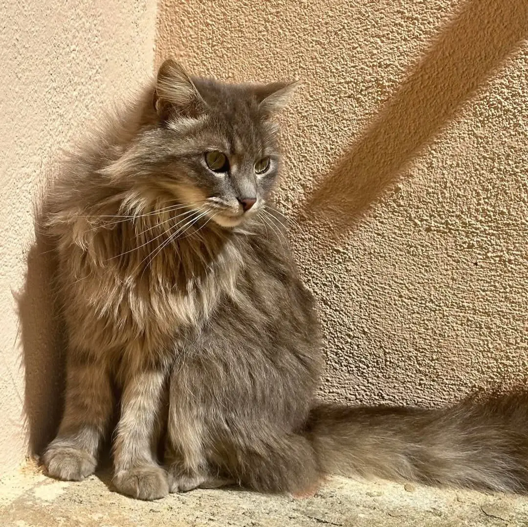 gatto reunited  Via Palau  Sassari Siyue