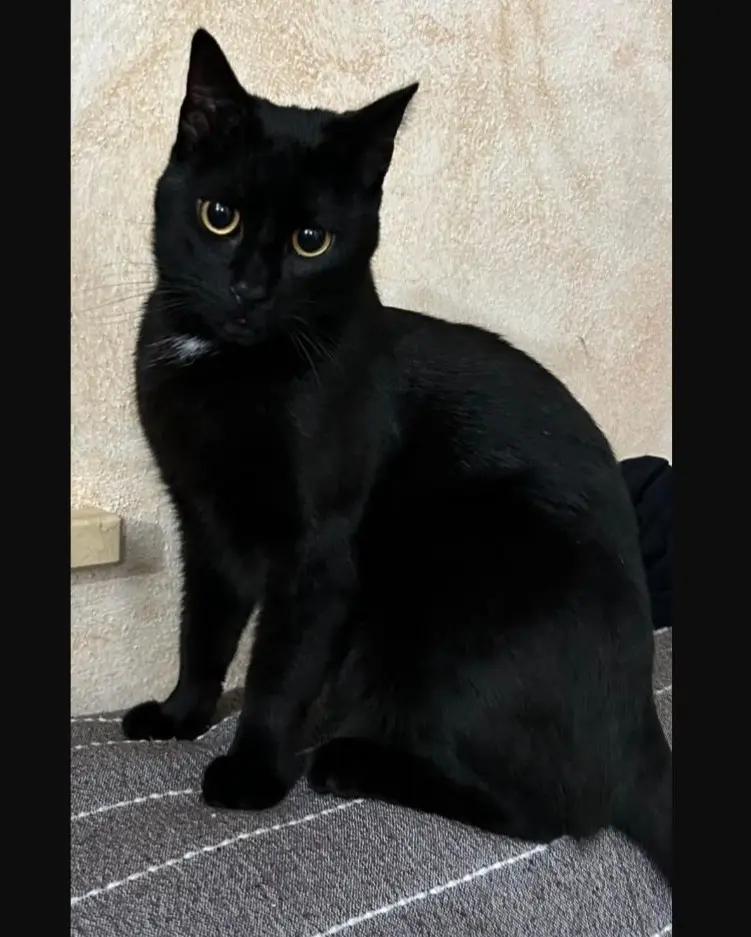 gatto reunited   07037 Sòssu/Sorso Shadow