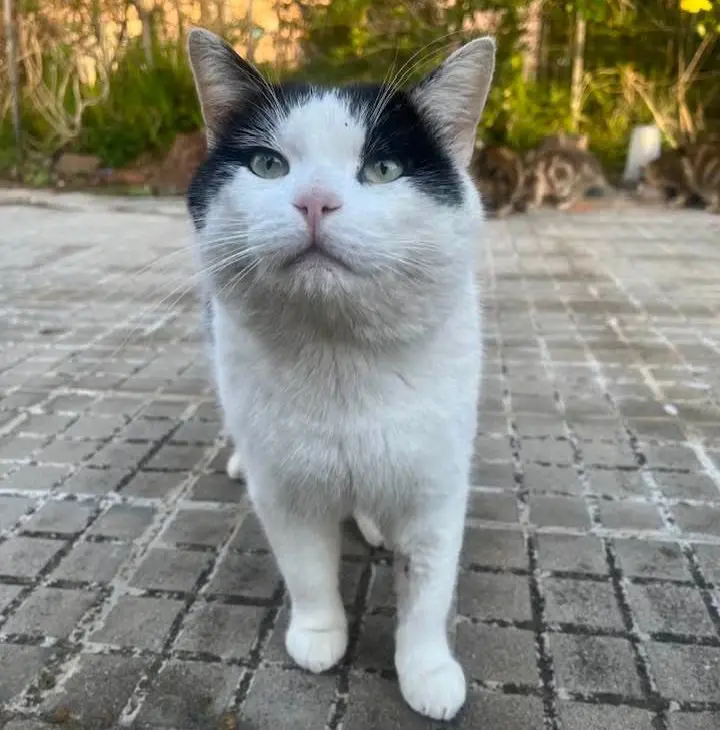 gatto reunited    Alghero Silvestro