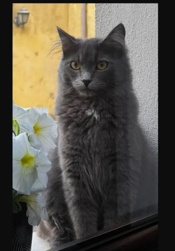 gatto reunited   07032 Nujvi/Nulvi Teodoro