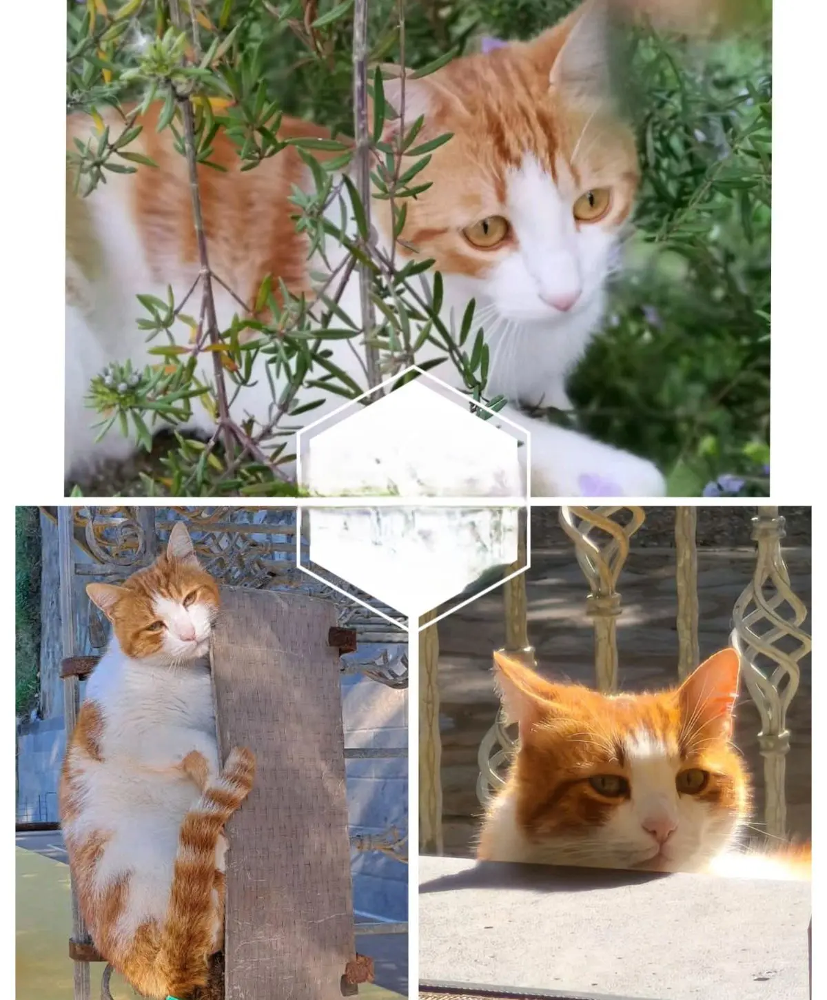 gatto reunited    Alghero Zorro