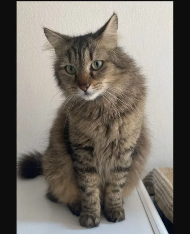 gatto reunited   09017 Santu Antiogu/Sant'Antioco Bijou