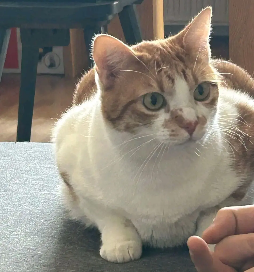 gatto reunited   09017 Santu Antiogu/Sant'Antioco Figaro