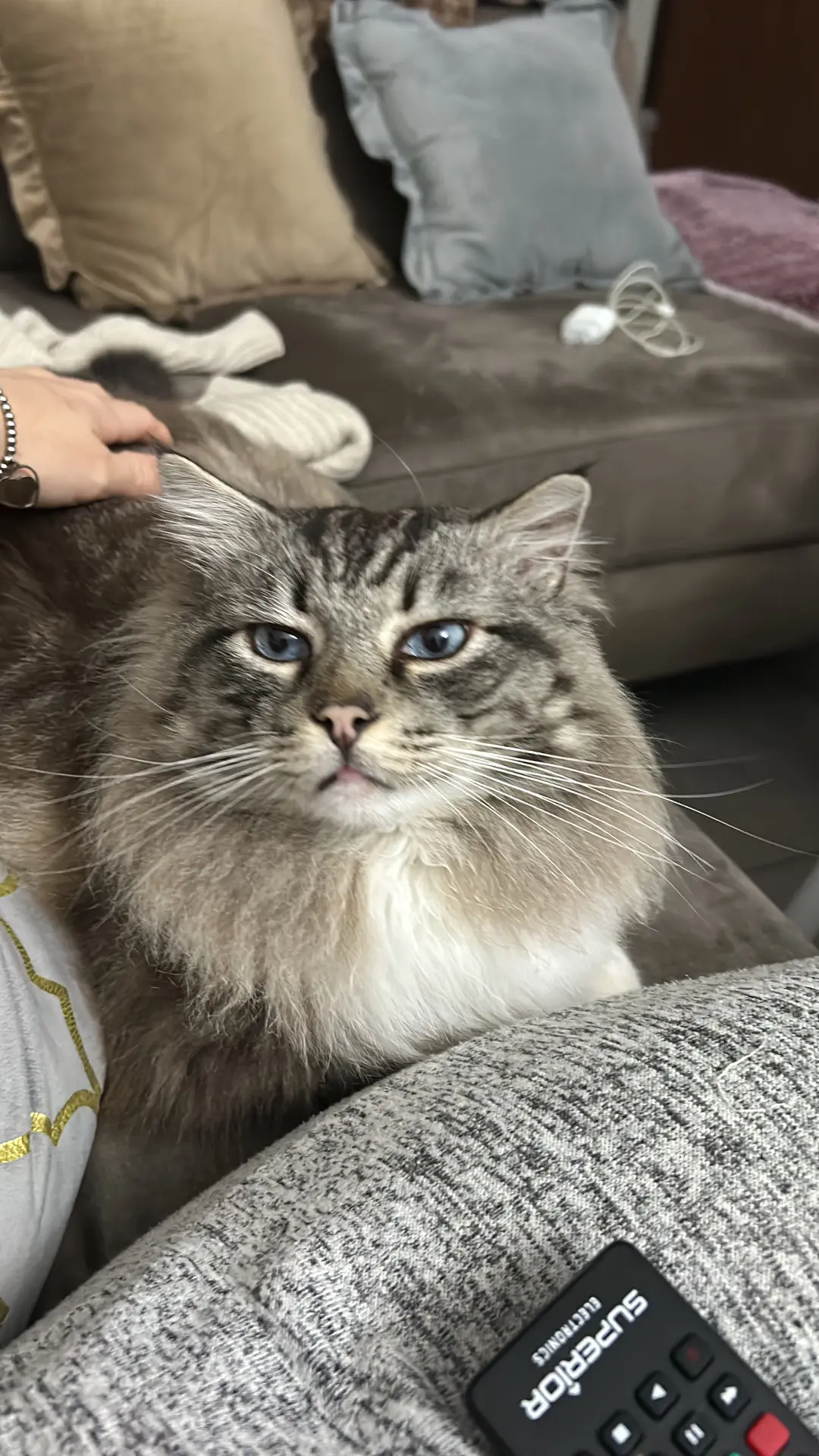 gatto reunited   09041 Patiolla/Dolianova Gastone