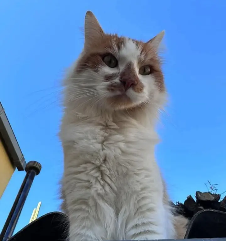 gatto reunited   09040 Serdiana Leon