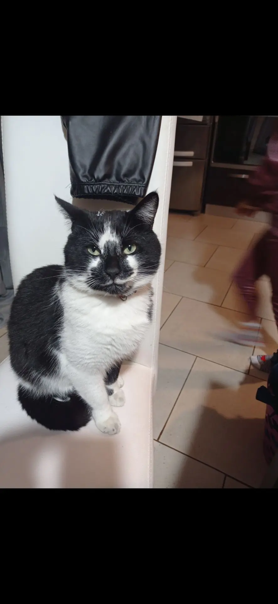 gatto reunited   09010 Santu Giuanni Suèrgiu/San Giovanni Suergiu Mia