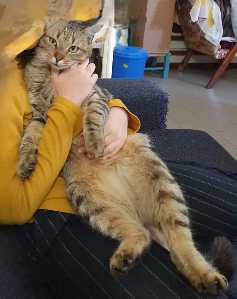 gatto reunited   09020 Giauni/Genuri Micetto