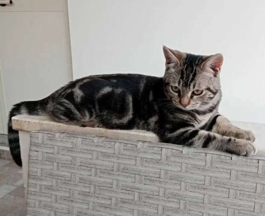 gatto reunited   09023 Muristenis/Monastir Otello