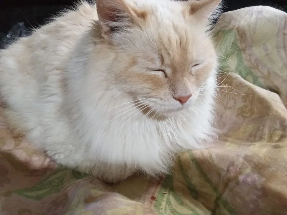 gatto reunited   09025 Seddori/Sanluri Principe