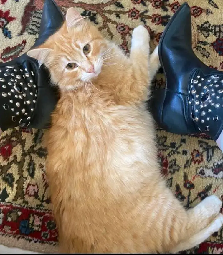 gatto reunited   09040 Futei/Furtei Romeo