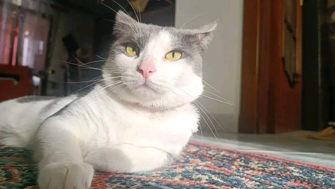 gatto reunited   09010 Portescusi/Portoscuso Zule