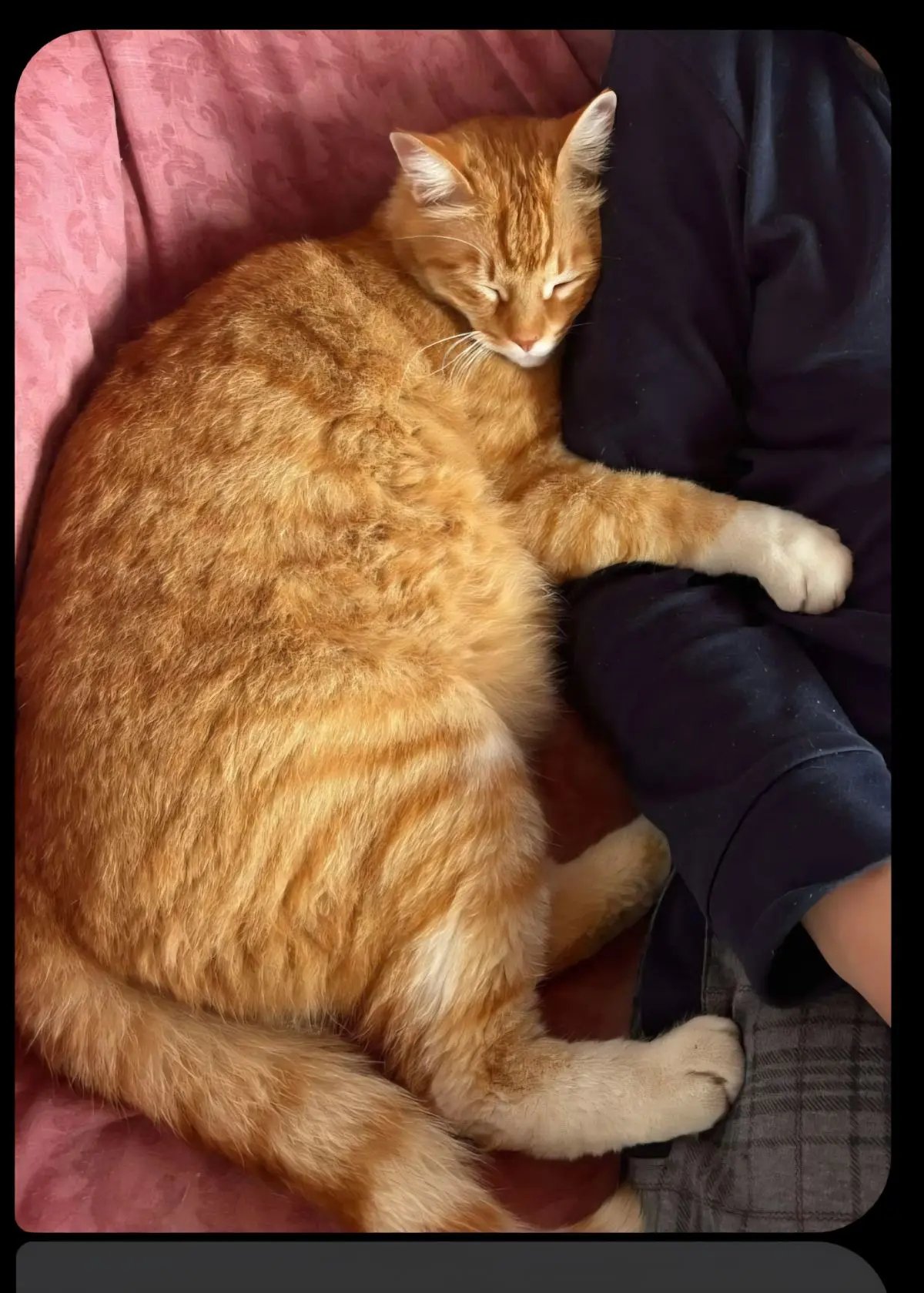 gatto reunited   17022 Borgio Verezzi Thor