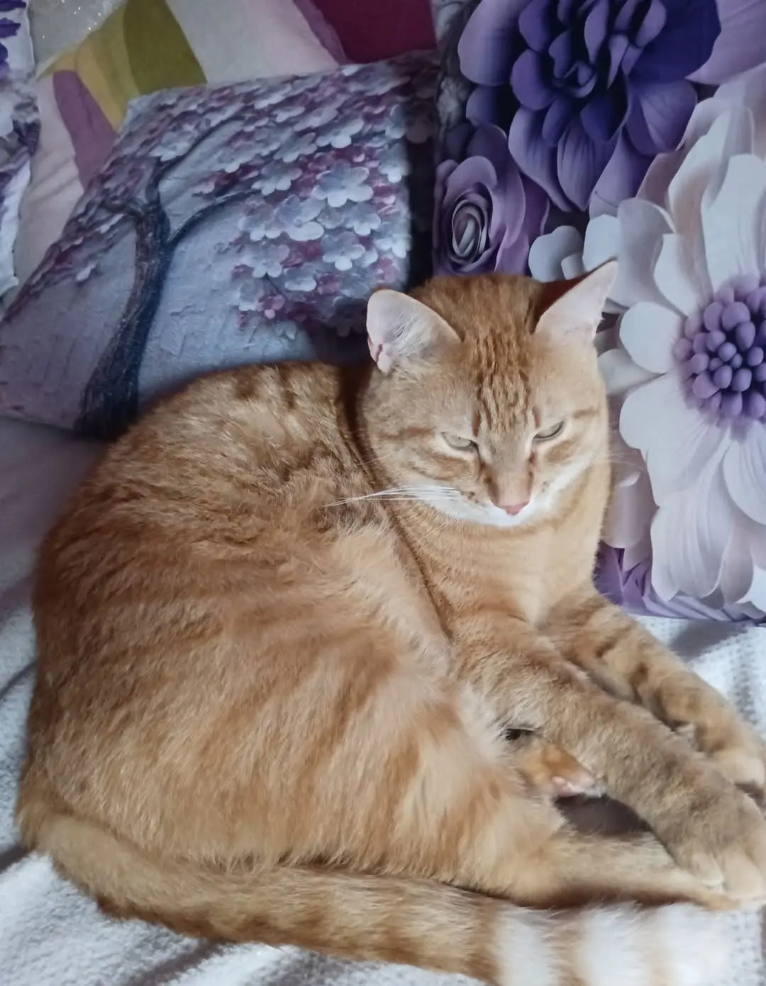 gatto reunited   17100 Savone Rhum