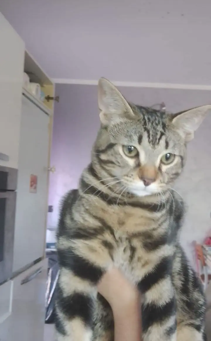 gatto reunited   10071 Borgaro Torinese Aki