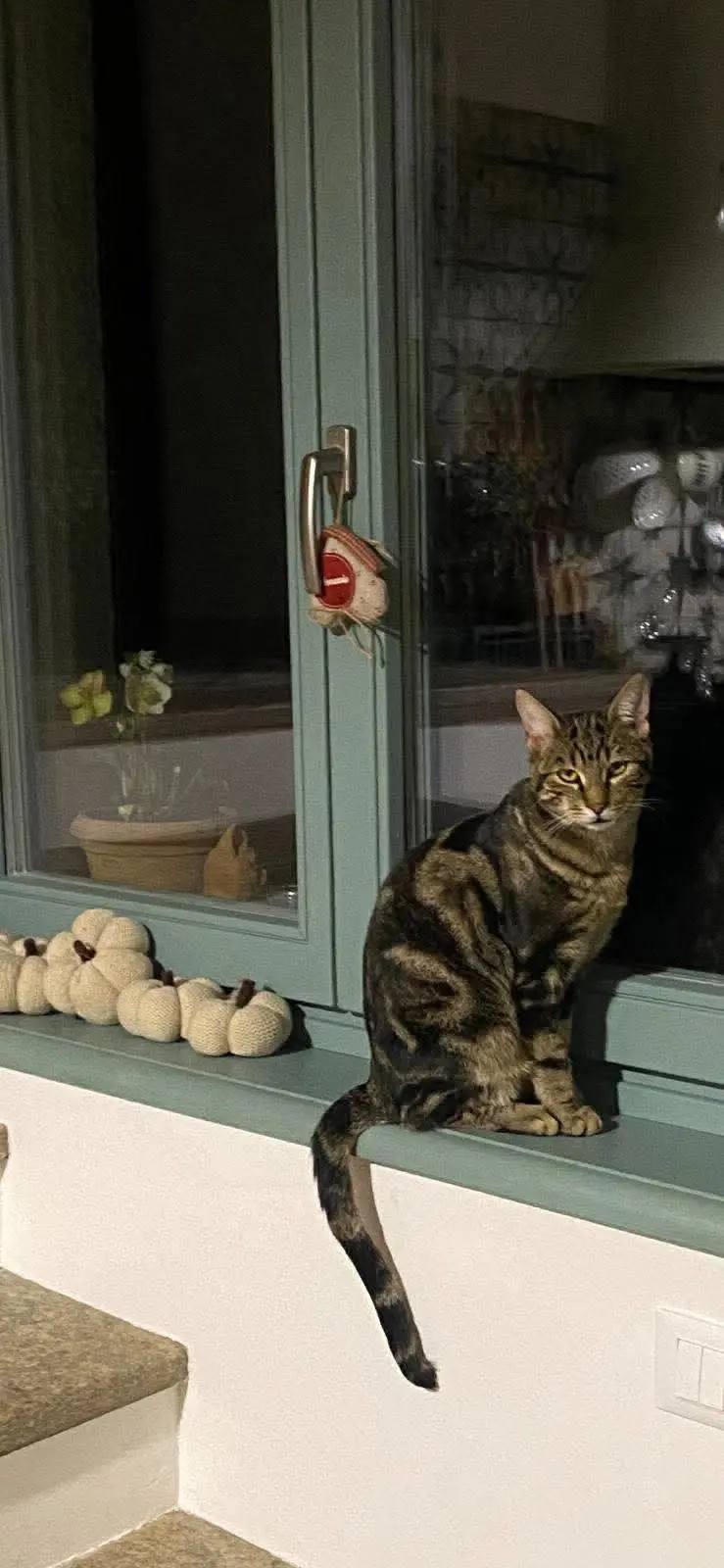 gatto reunited    Cambiano Andrea