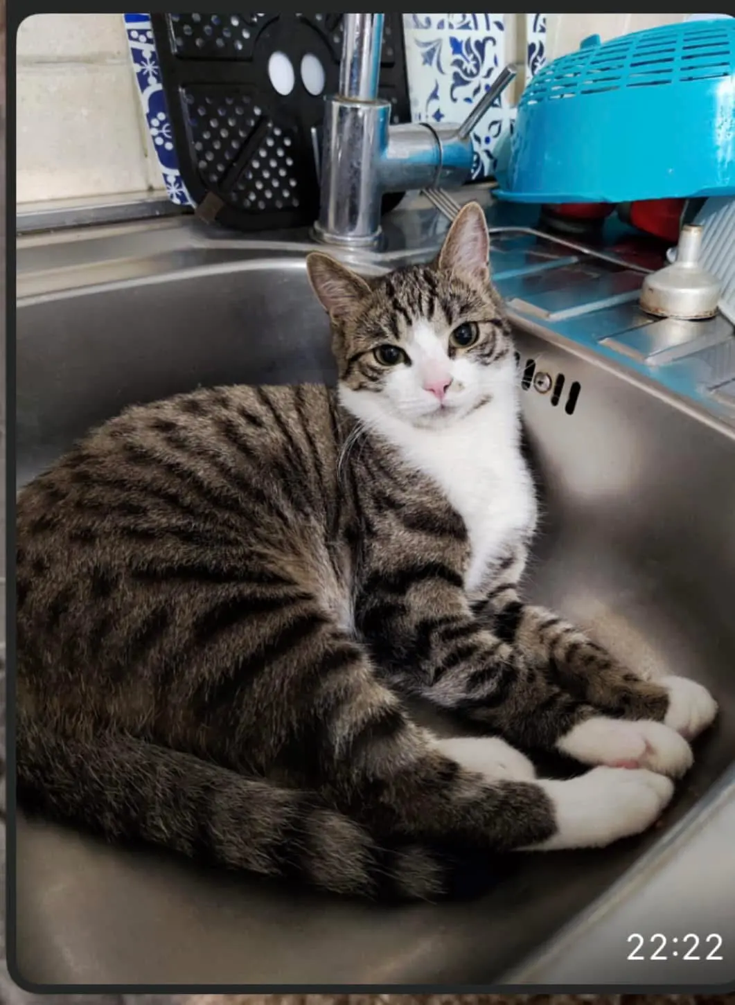 gatto reunited   10024 Moncalieri Artù