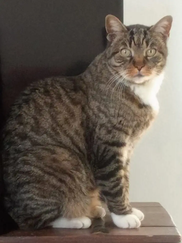 gatto reunited   10091 Alpignano Ito