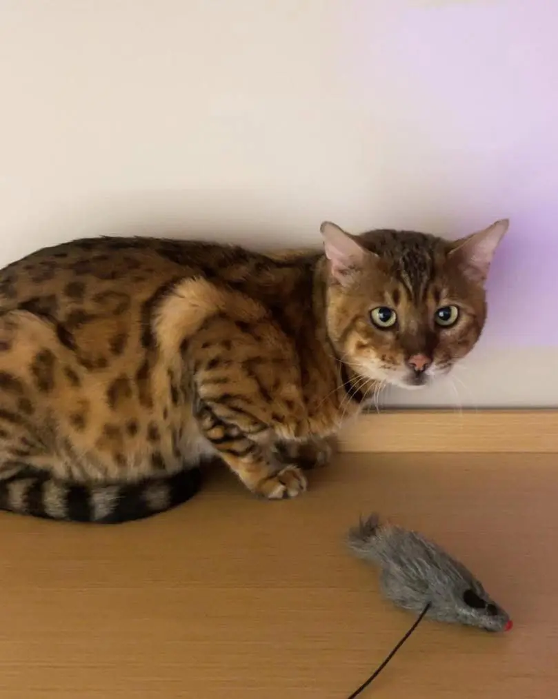 gatto reunited   10023 Chieri Paco