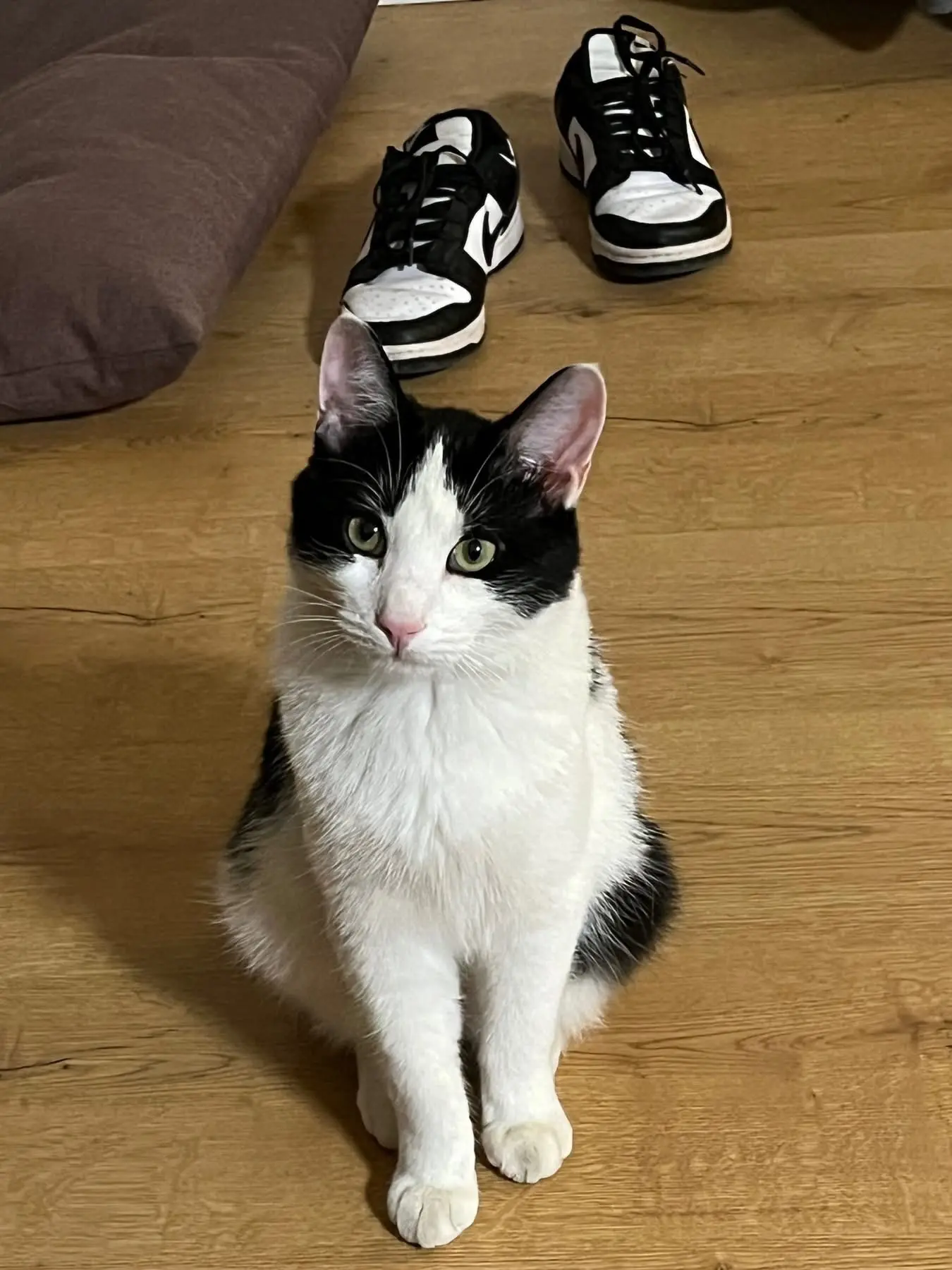 gatto reunited    La Loggia Silvestro