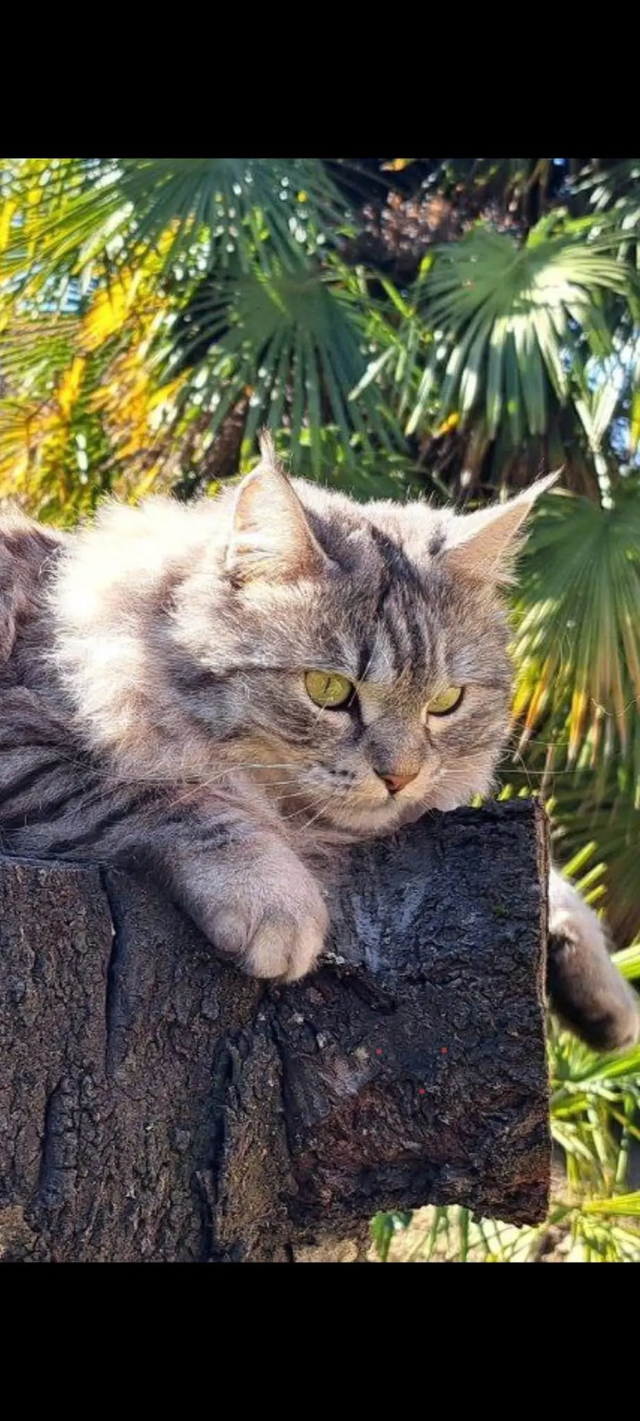 gatto reunited    Bruino Tanos