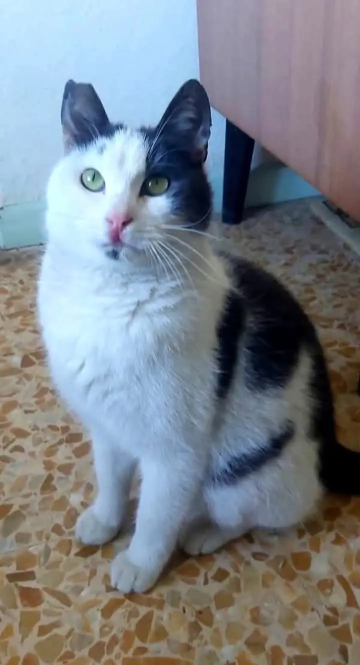 gatto reunited    Turin Paolino