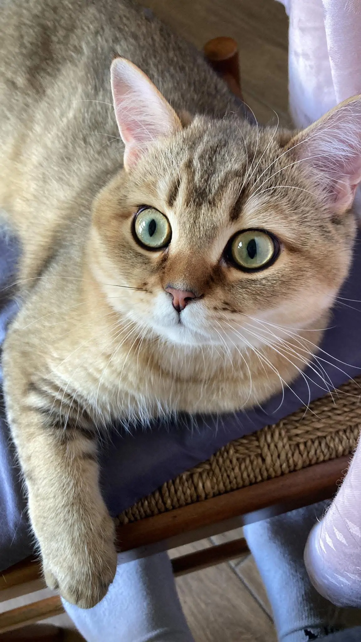 gatto reunited    Turin Theo