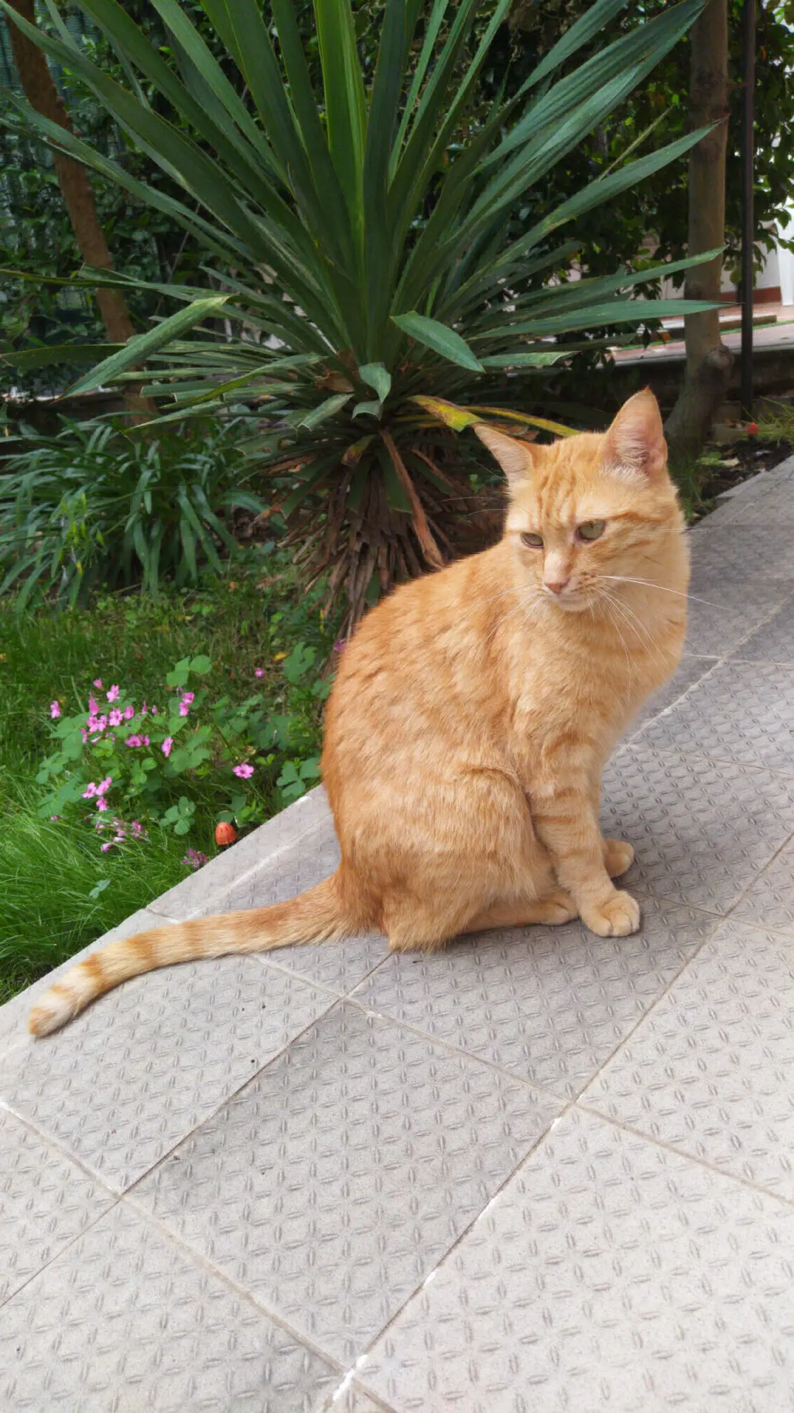 gatto reunited    Turin Willy