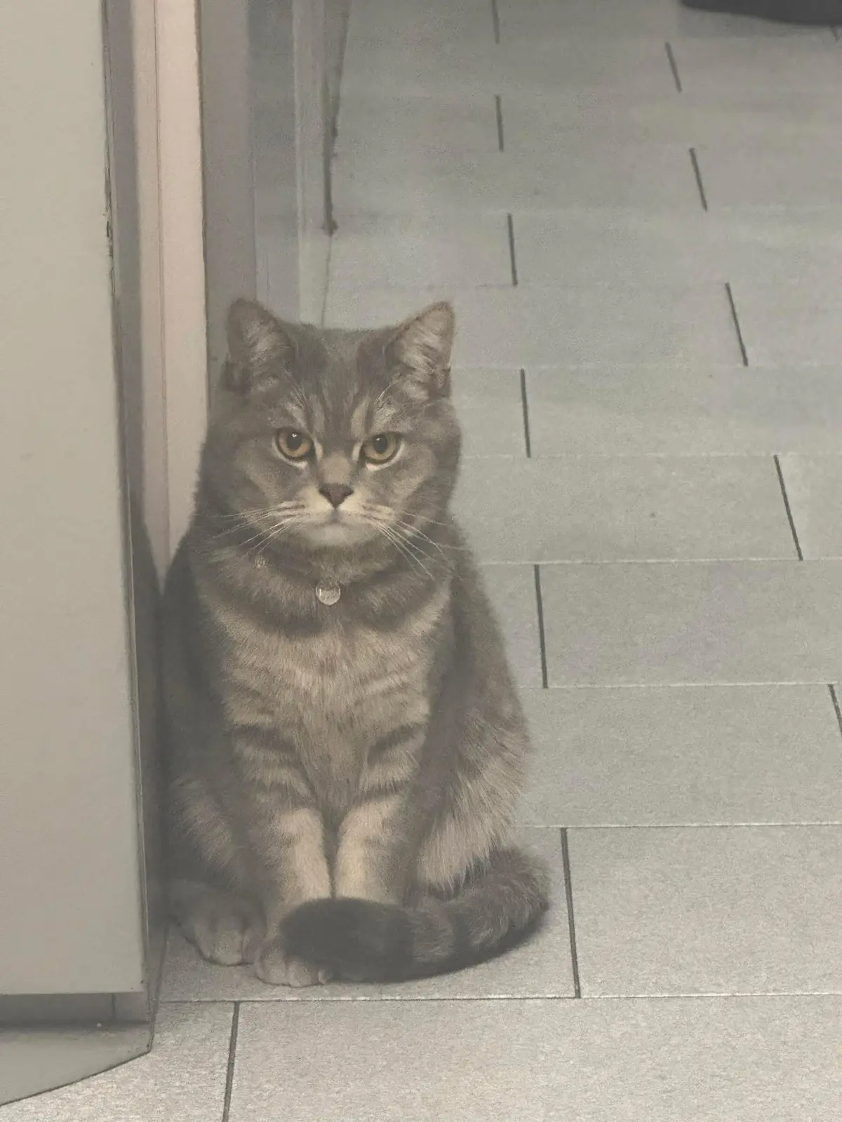 gatto reunited    Turin Yuji