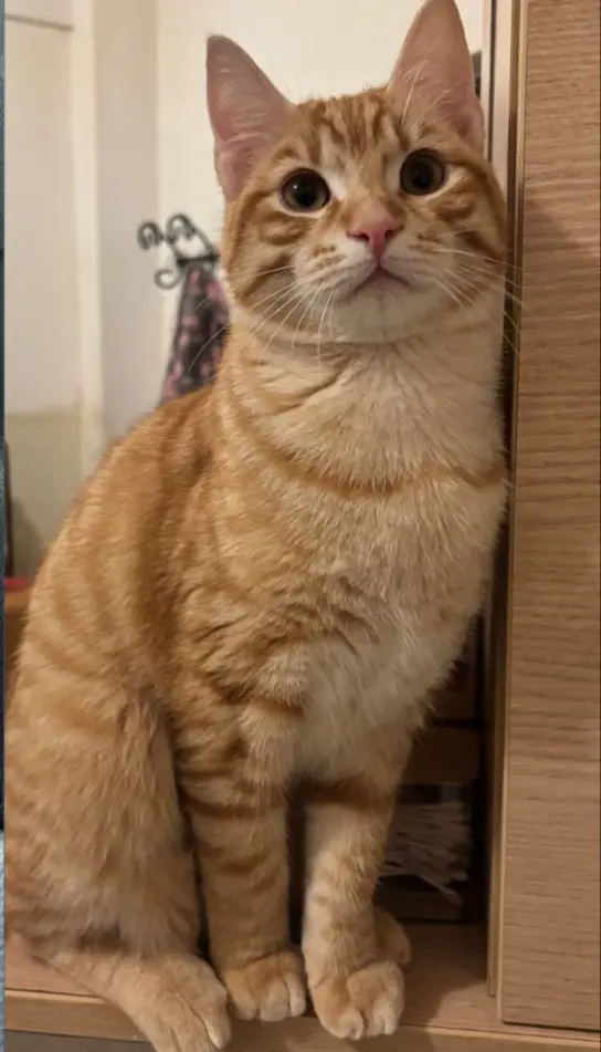 gatto reunited   91022 Castelvetrano Gino