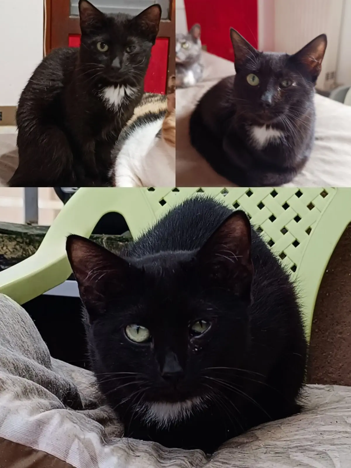 gatto reunited   05029 San Gemini Lip