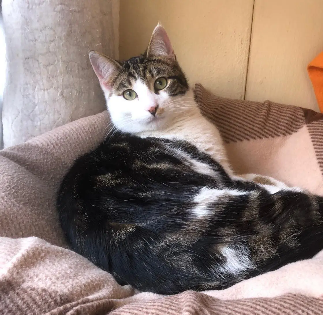 gatto reunited   05100 Terni Macchia