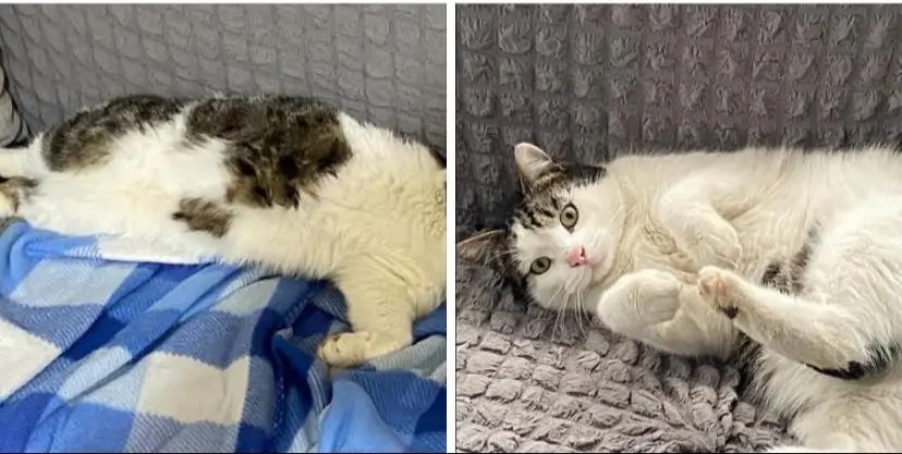 gatto reunited   05100 Terni Miele