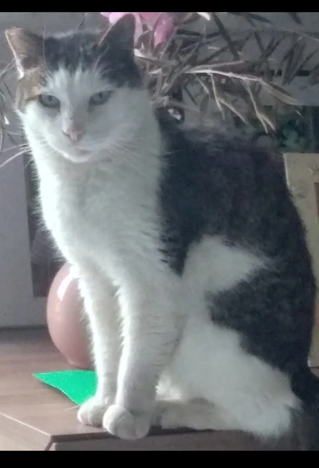 gatto reunited   34121-34151 Trieste Keksni,detto kekko